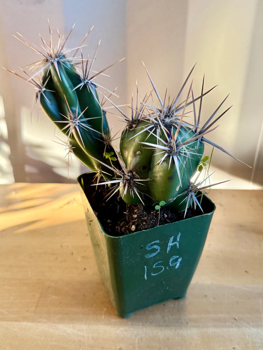 4-inch Opuntia invicta SH159 | Corynopuntia invicta