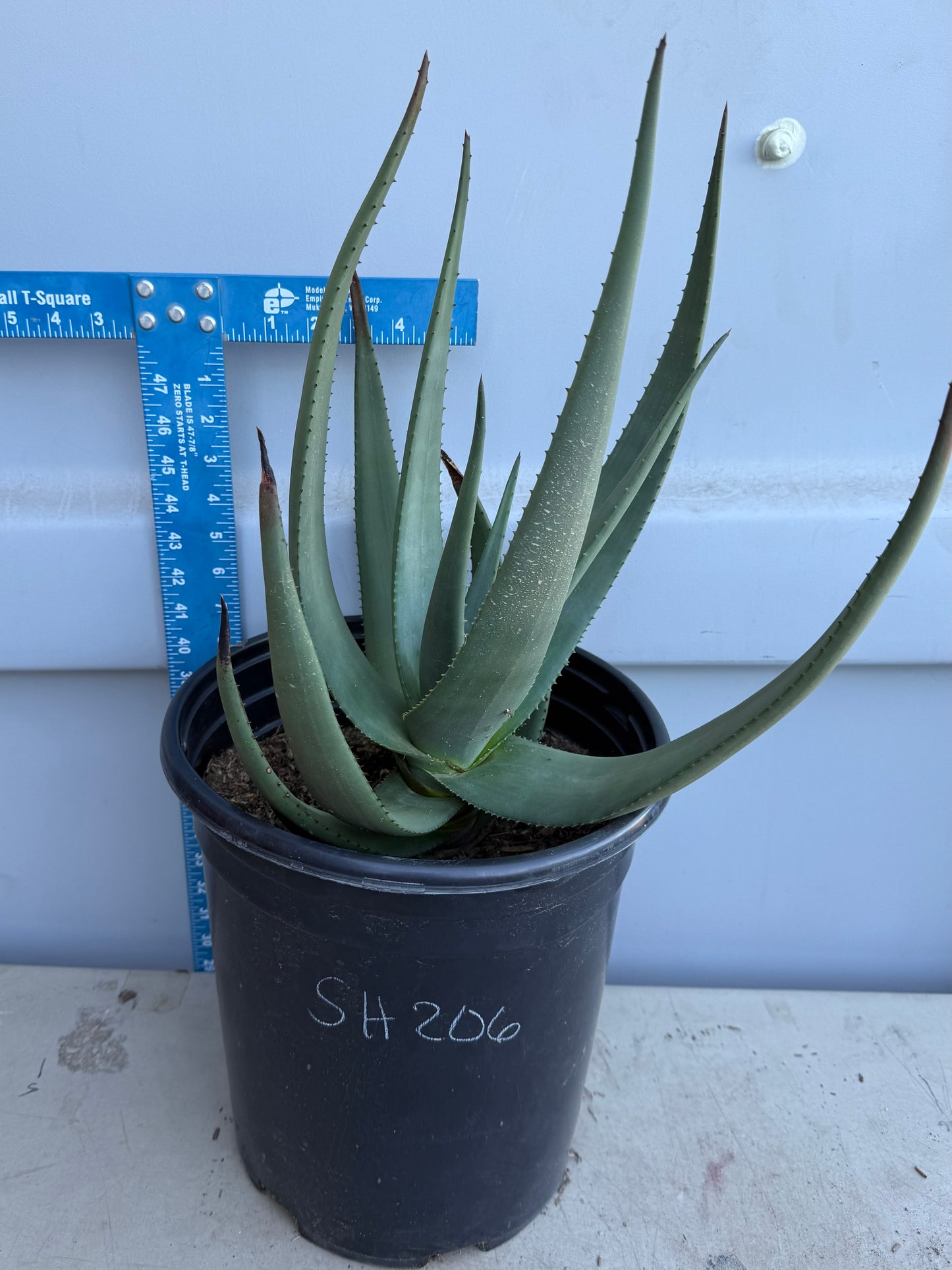 5gal Aloe Wickensii SH206