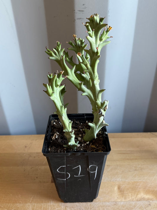 4-inch Euphorbia hamata S19