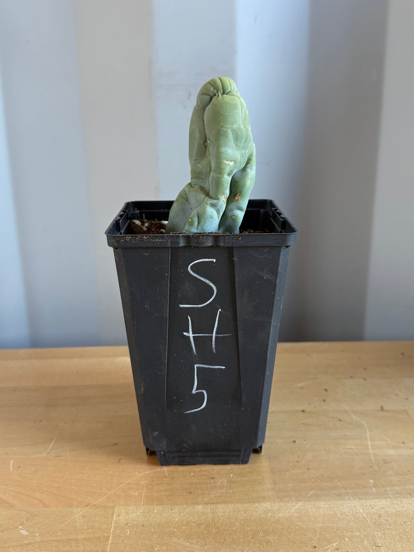 Bruce’s Dragon Cactus SH5