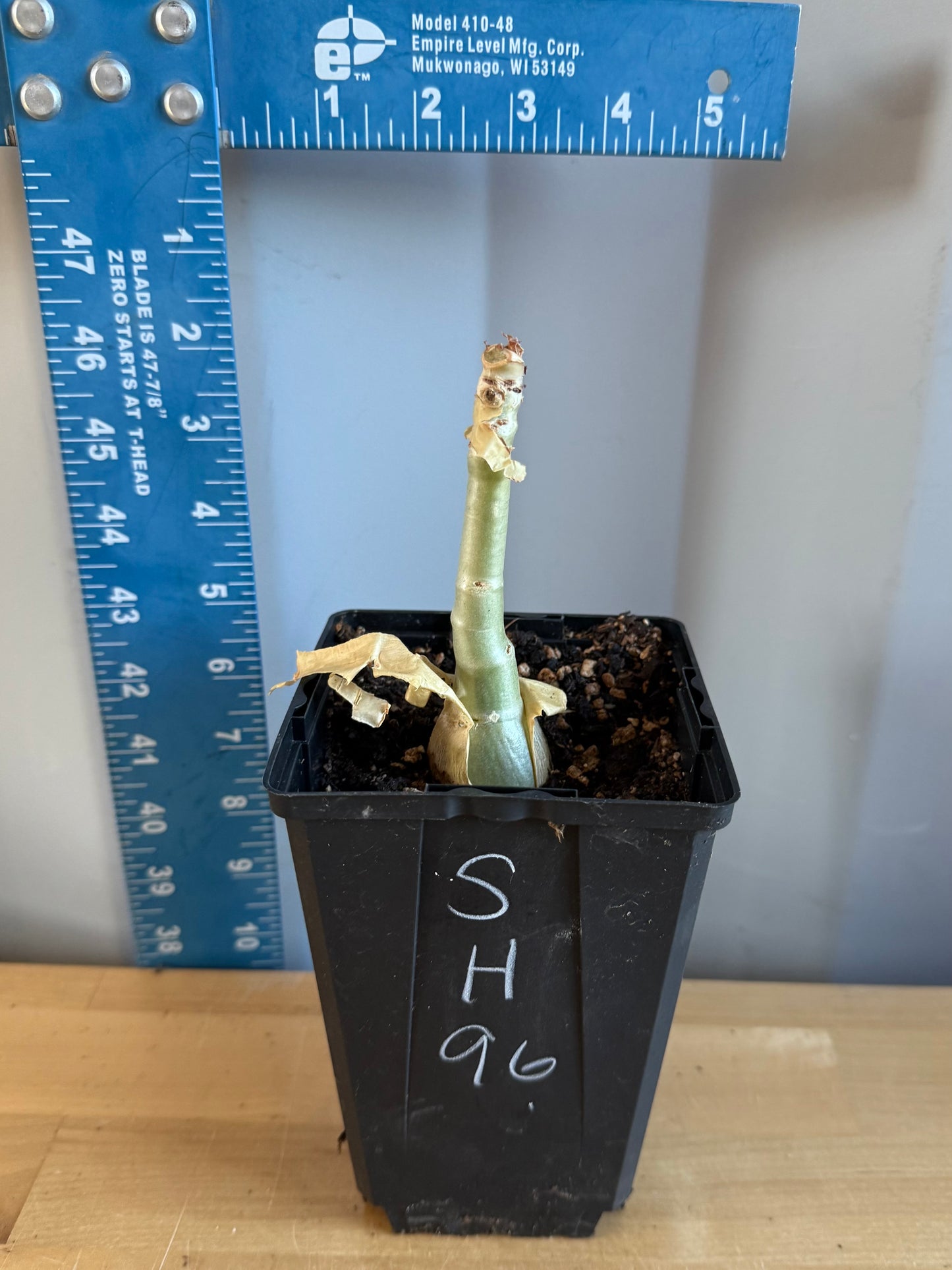 4-inch Cyphostemma cirrhosum SH96