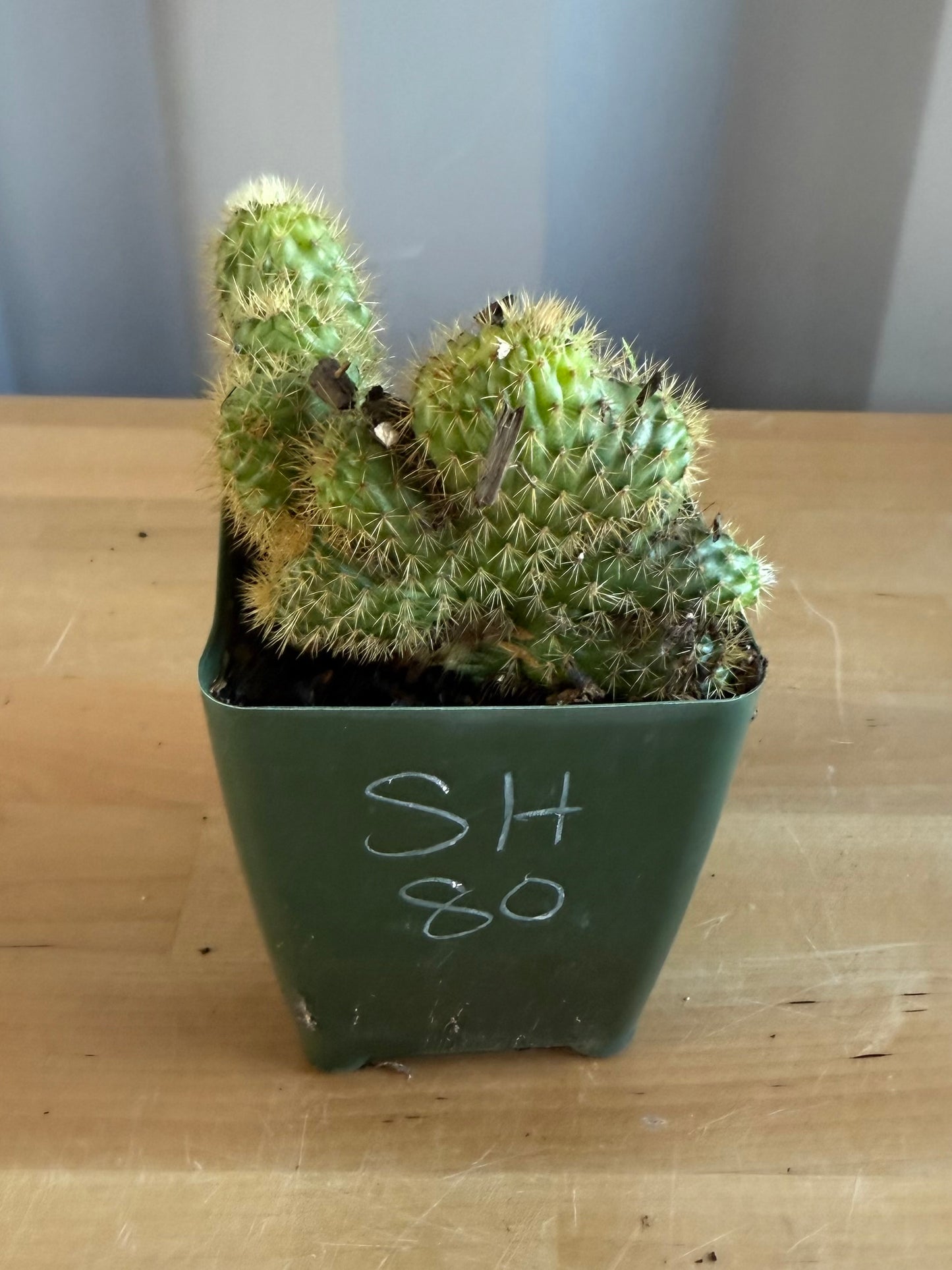 Crested Golden 'Rat Tail' Cactus | Cleistocactus winteri cristata SH80