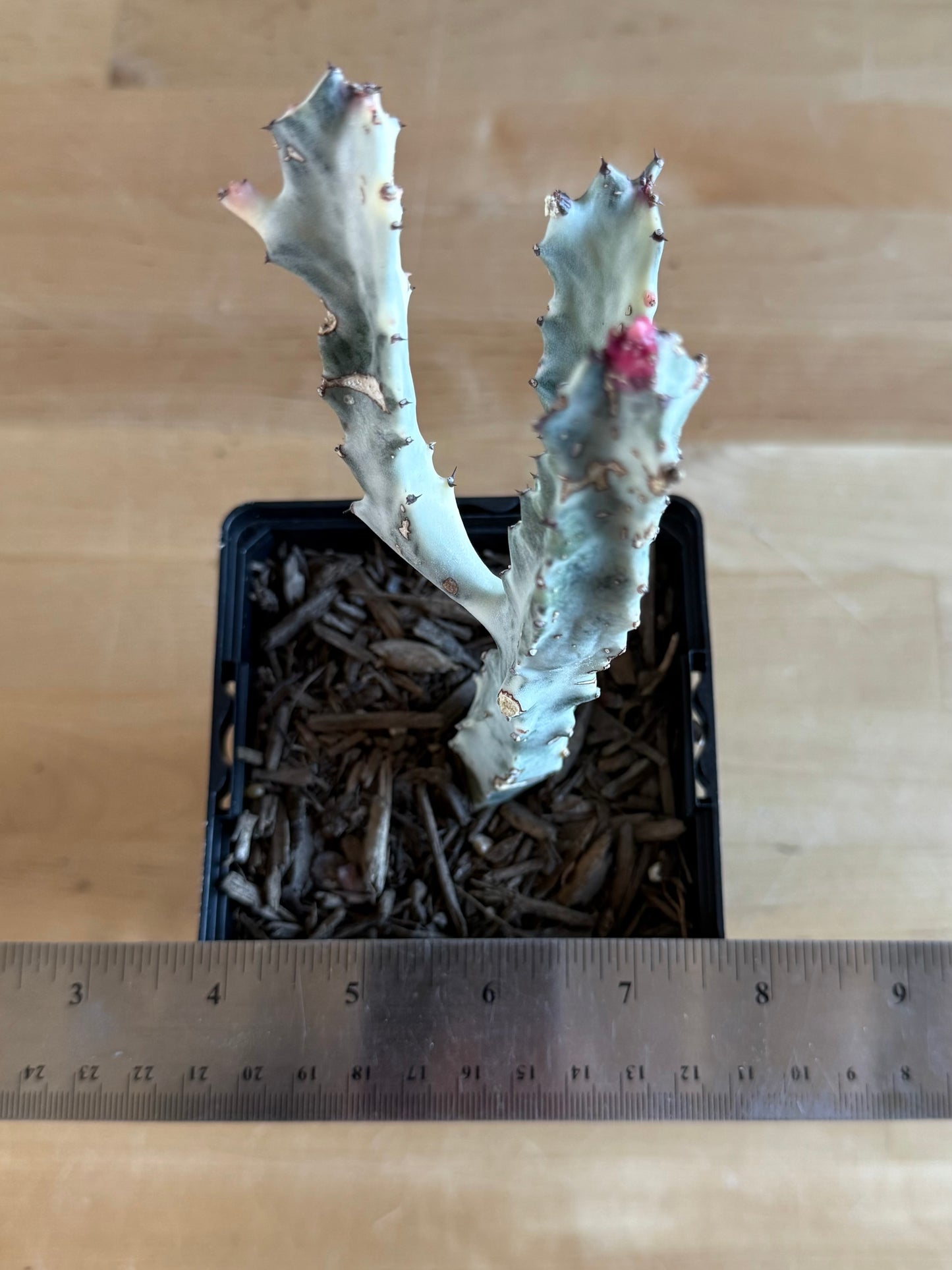 4-inch ‘Dragon Bones’ | Euphorbia lactea variegata ‘White Ghost’ SH48