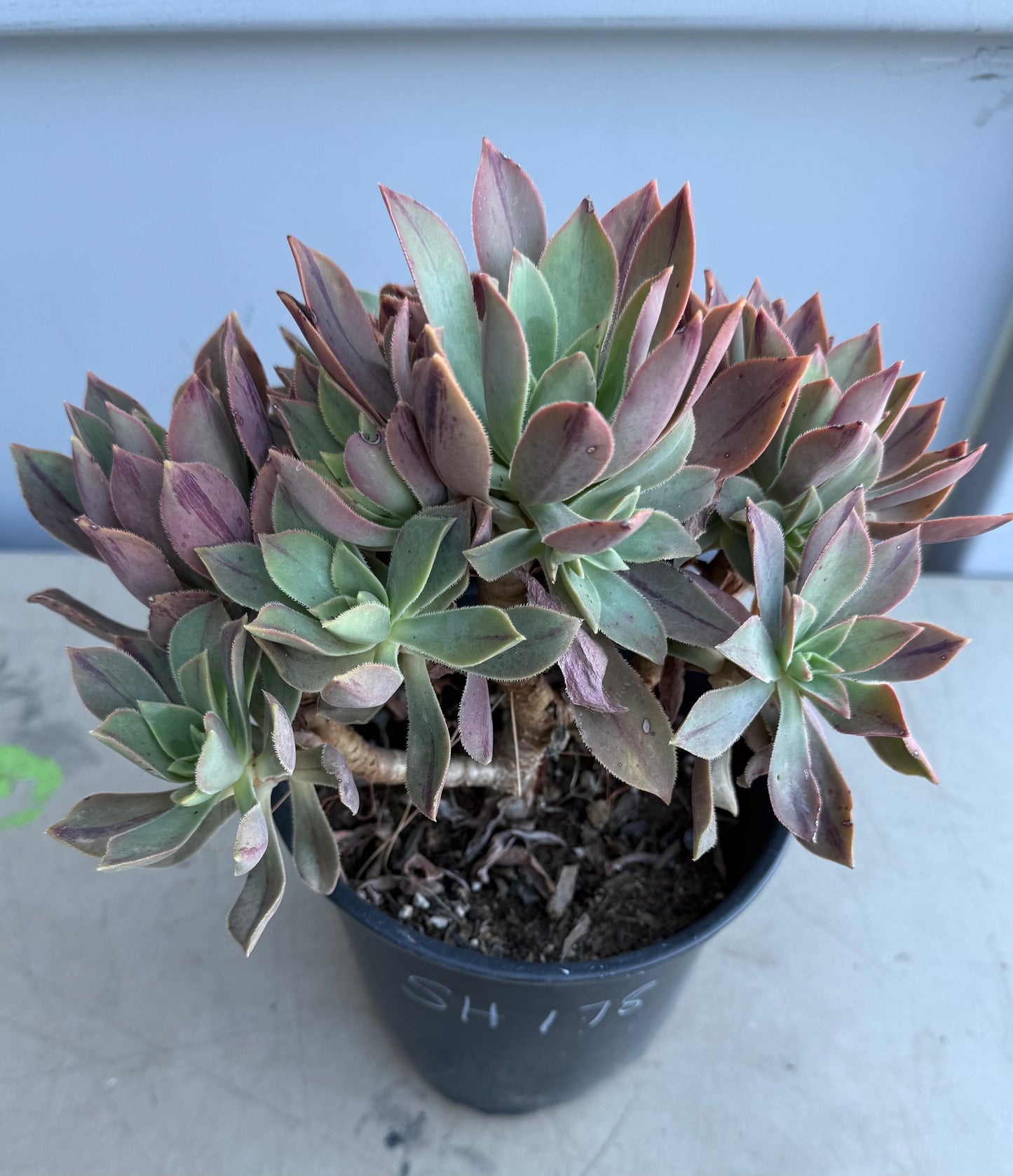 Aeonium leucoblepharum SH178