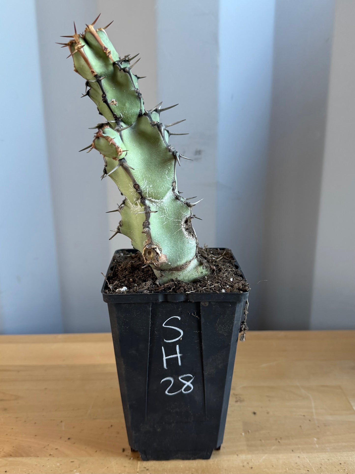 Euphorbia coerulescens SH28