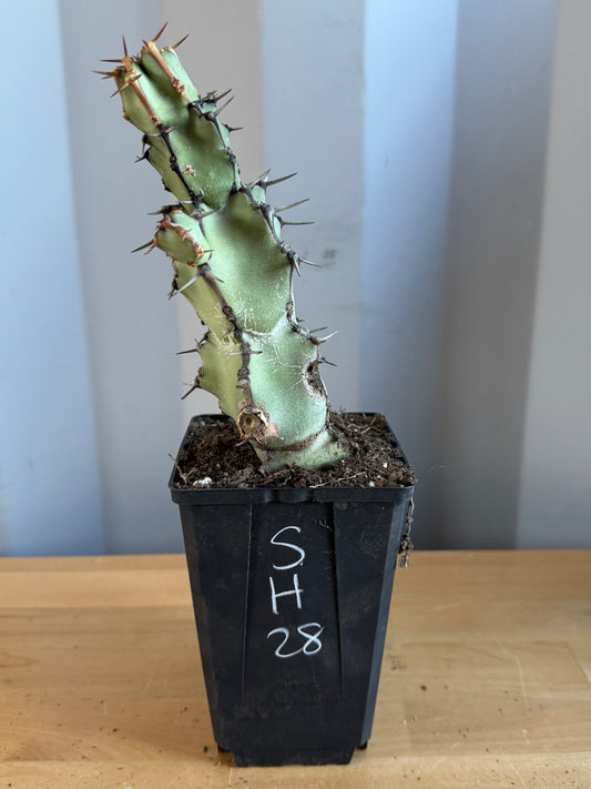 Euphorbia coerulescens SH28