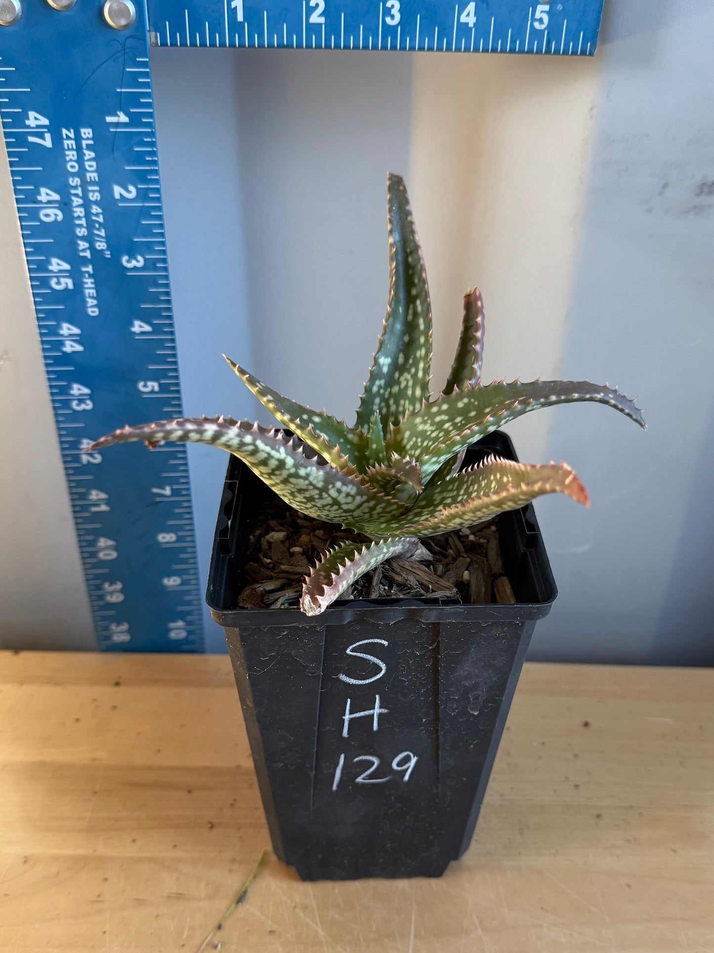 Aloe 'Cynthia Giddy' SH129