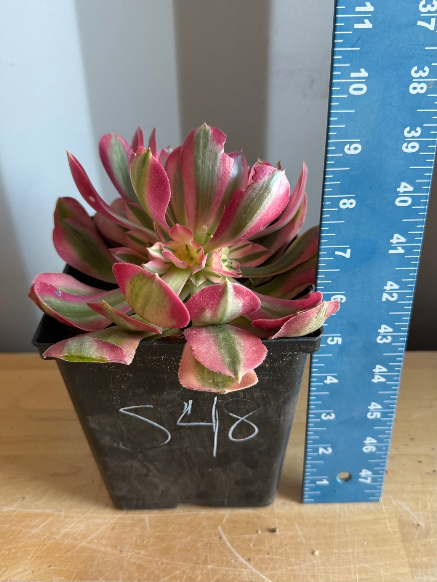 Aeonium 'Pink Witch' S48