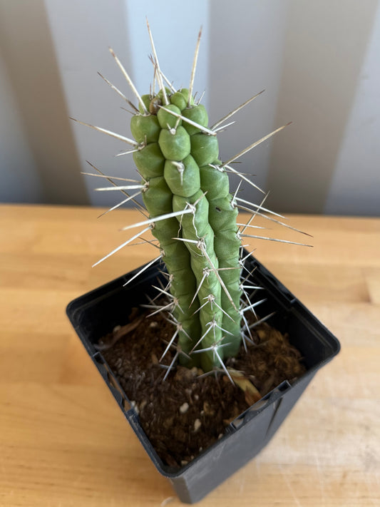4-inch Rauhocereus riosaniensis SH14 | Rauhocereus riosaniensis ssp. jaenensis
