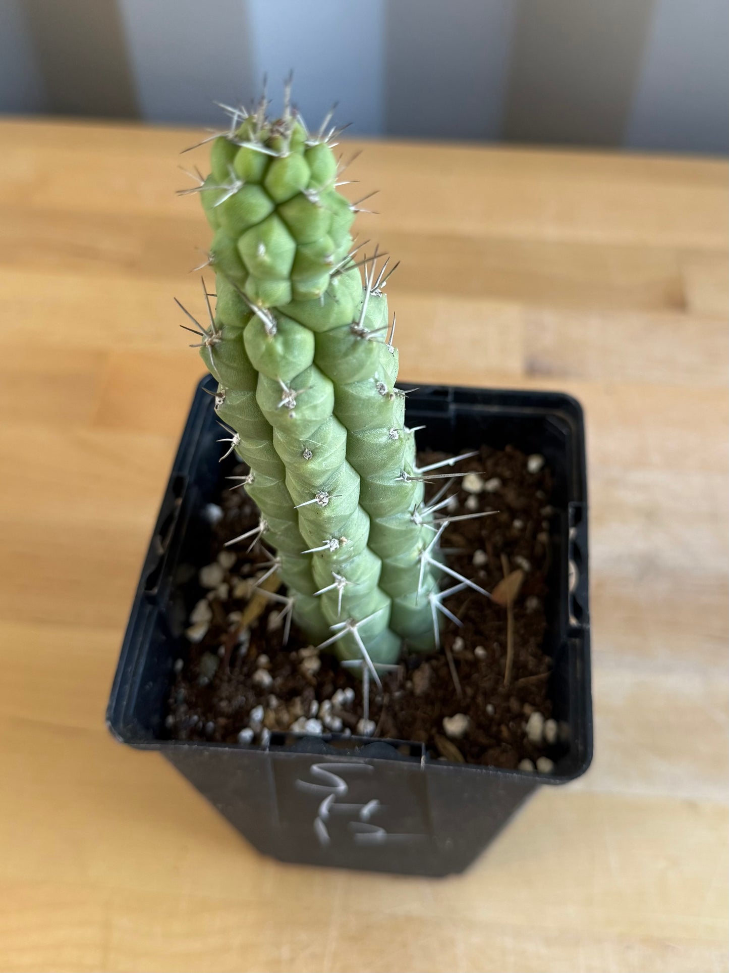4-inch Rauhocereus riosaniensis SH12 | Rauhocereus riosaniensis ssp. jaenensis
