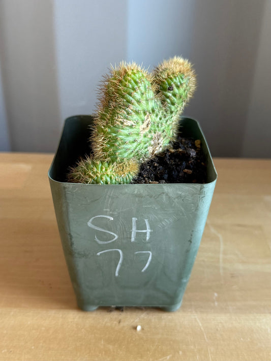 Crested Golden 'Rat Tail' Cactus | Cleistocactus winteri cristata SH77