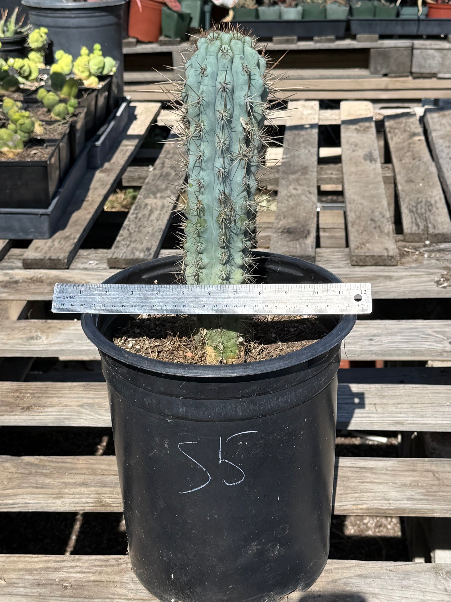 Browningia hertlingiana S5 | Blue Cereus