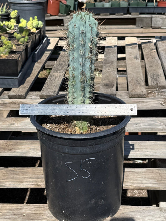 Browningia hertlingiana S5 | Blue Cereus