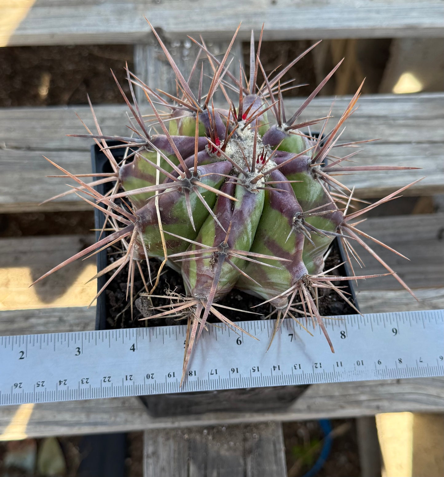 Echinocactus ingens var. grandis S41 | Echinocactus platyacanthus var. grandis