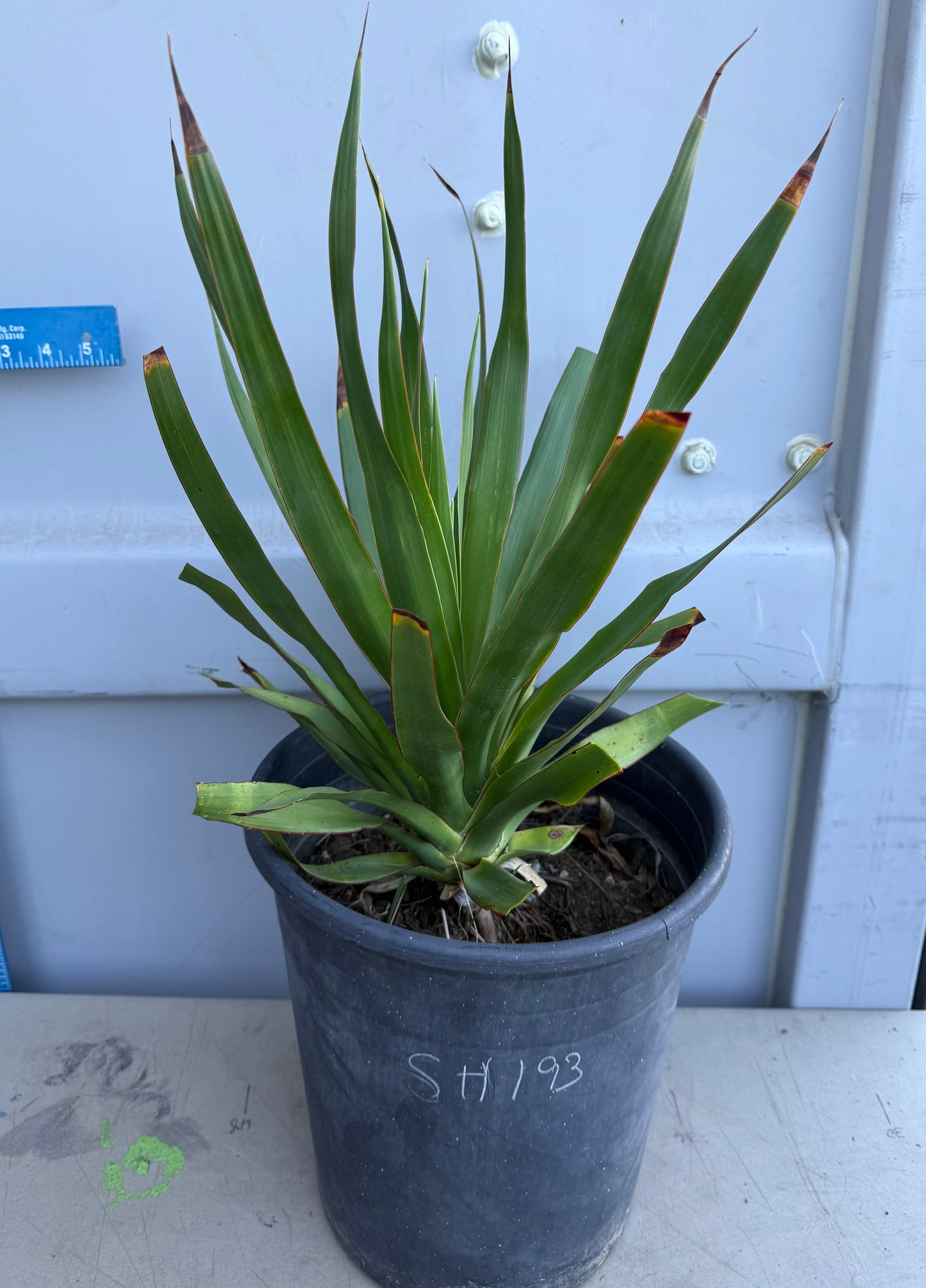 5 Gallon Dragon Tree SH193 | Dracaena draco