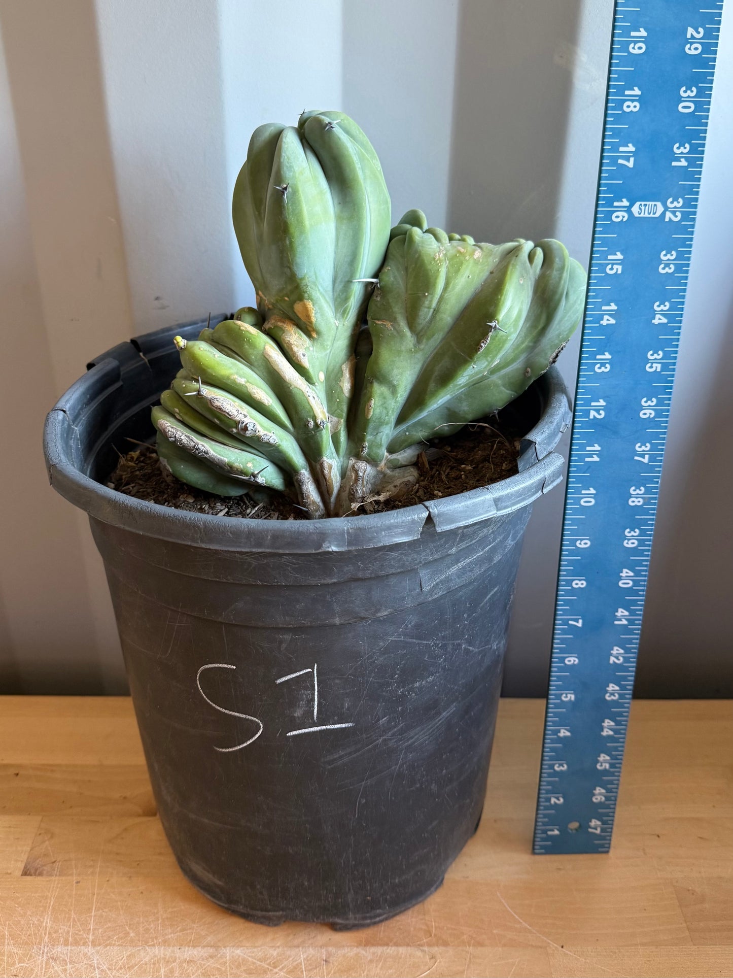 Myrtillocactus geometrizans ‘cristata’ Large Form S1