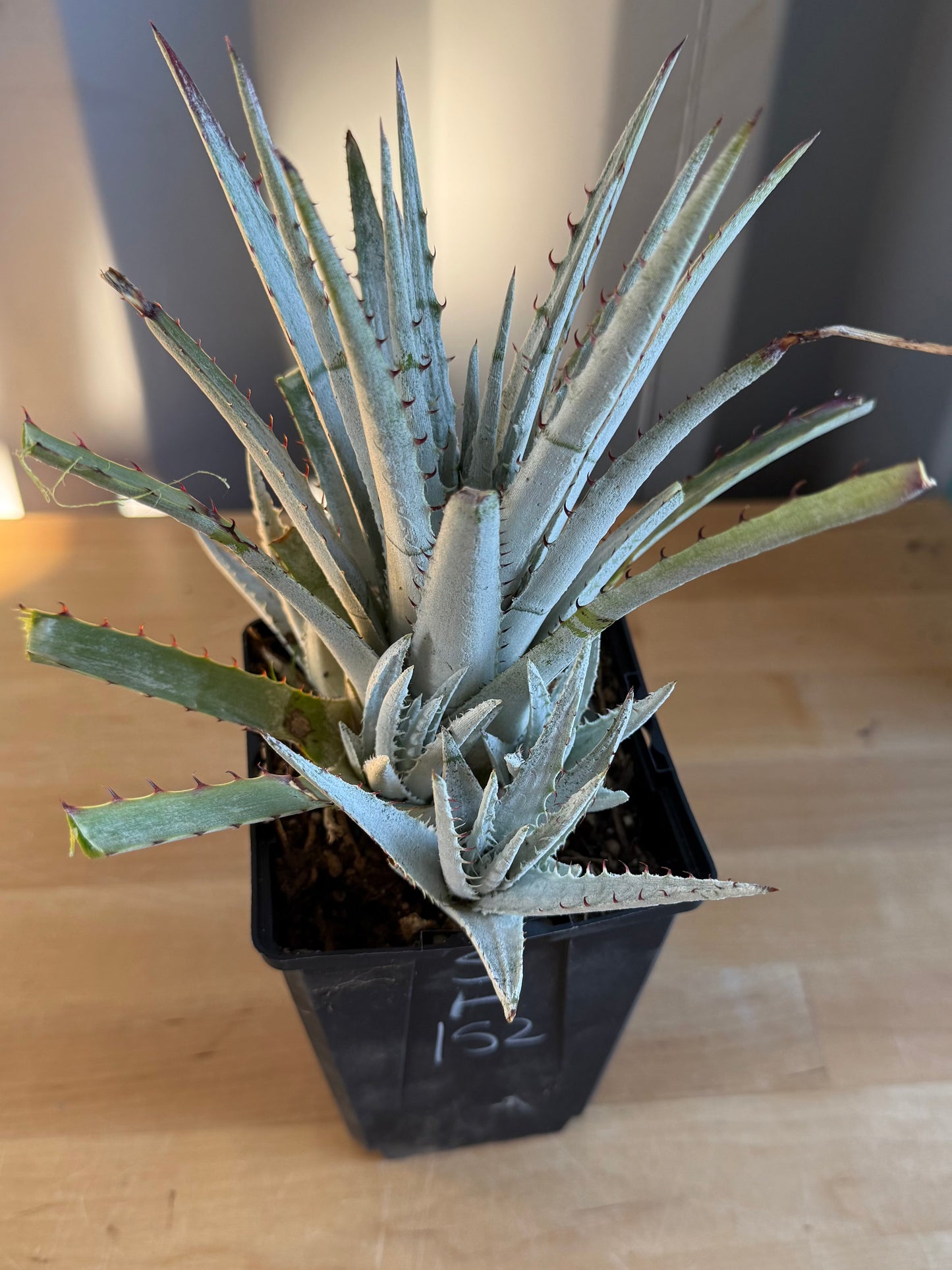 Silver Dyckia SH152