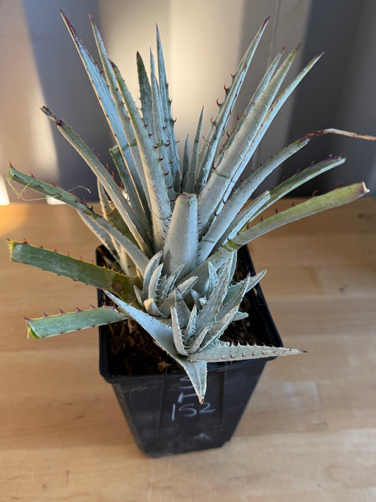 Silver Dyckia SH152
