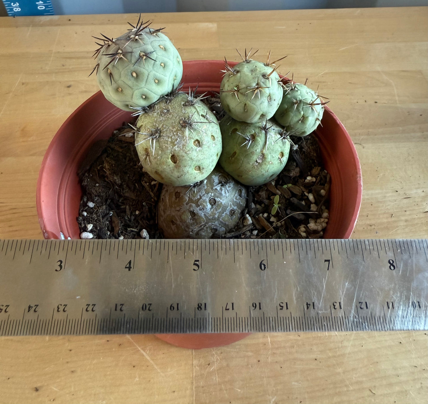 Tephrocactus Geometricus SH101