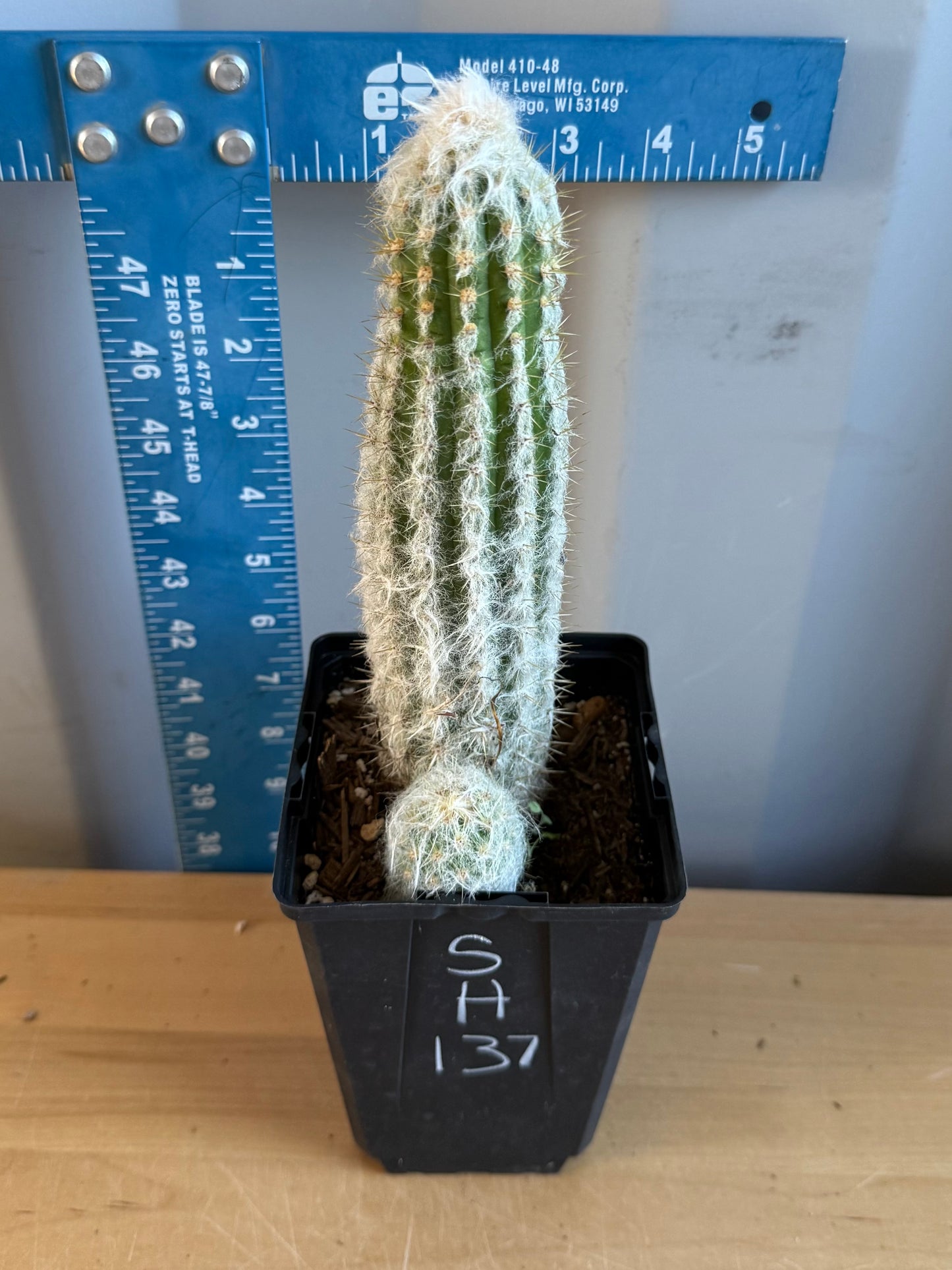 Old Man of the Andes | Oreocereus doelzianus SH137