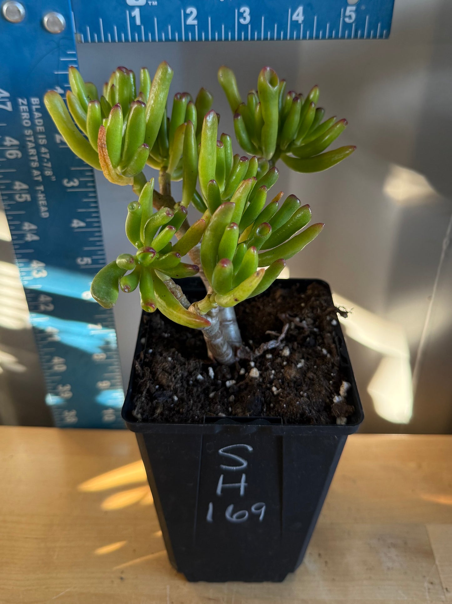'ET Fingers' Jade SH169 | Crassula ovata 'Gollum'