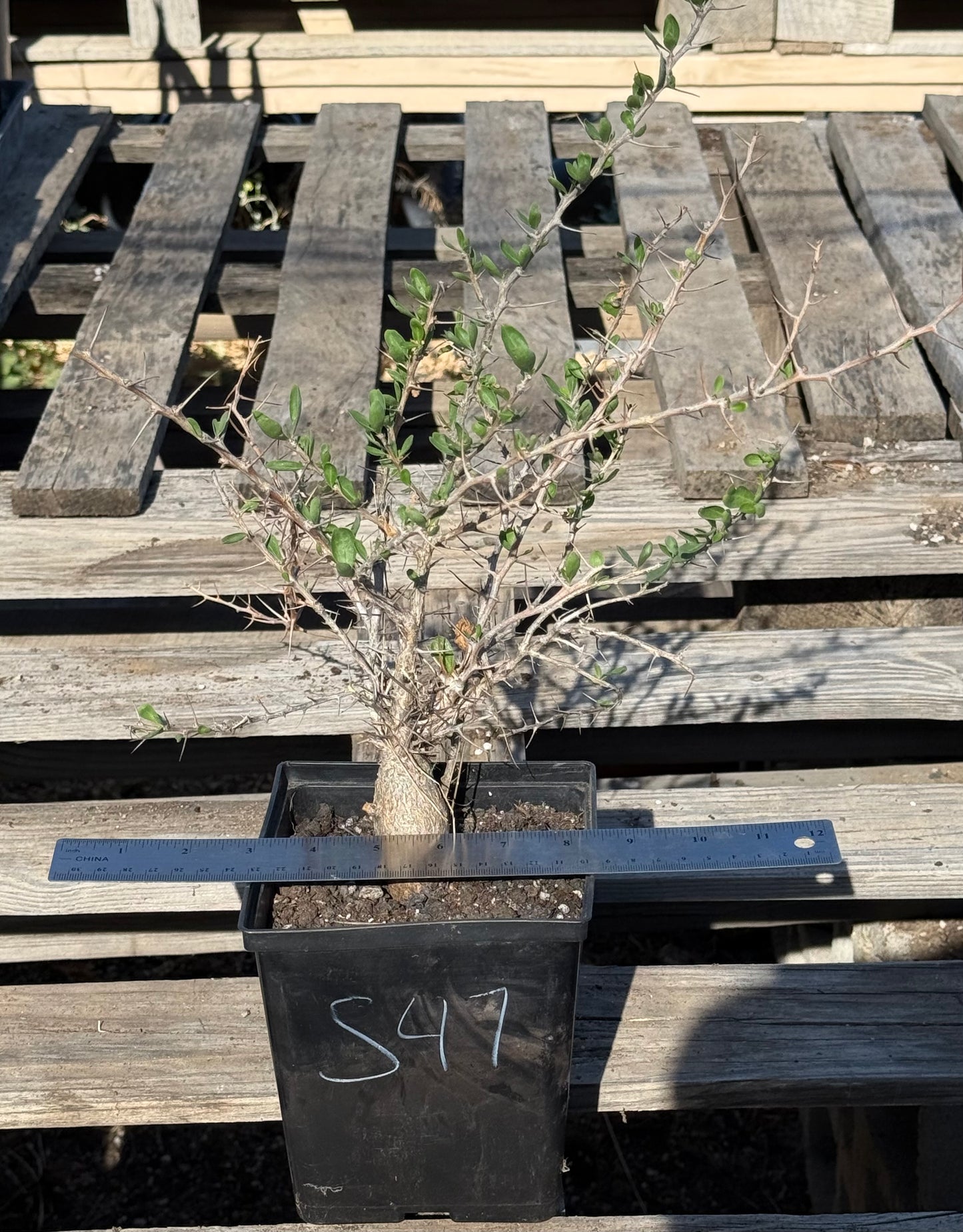 Boojum Tree S47 | Fouquieria columnaris