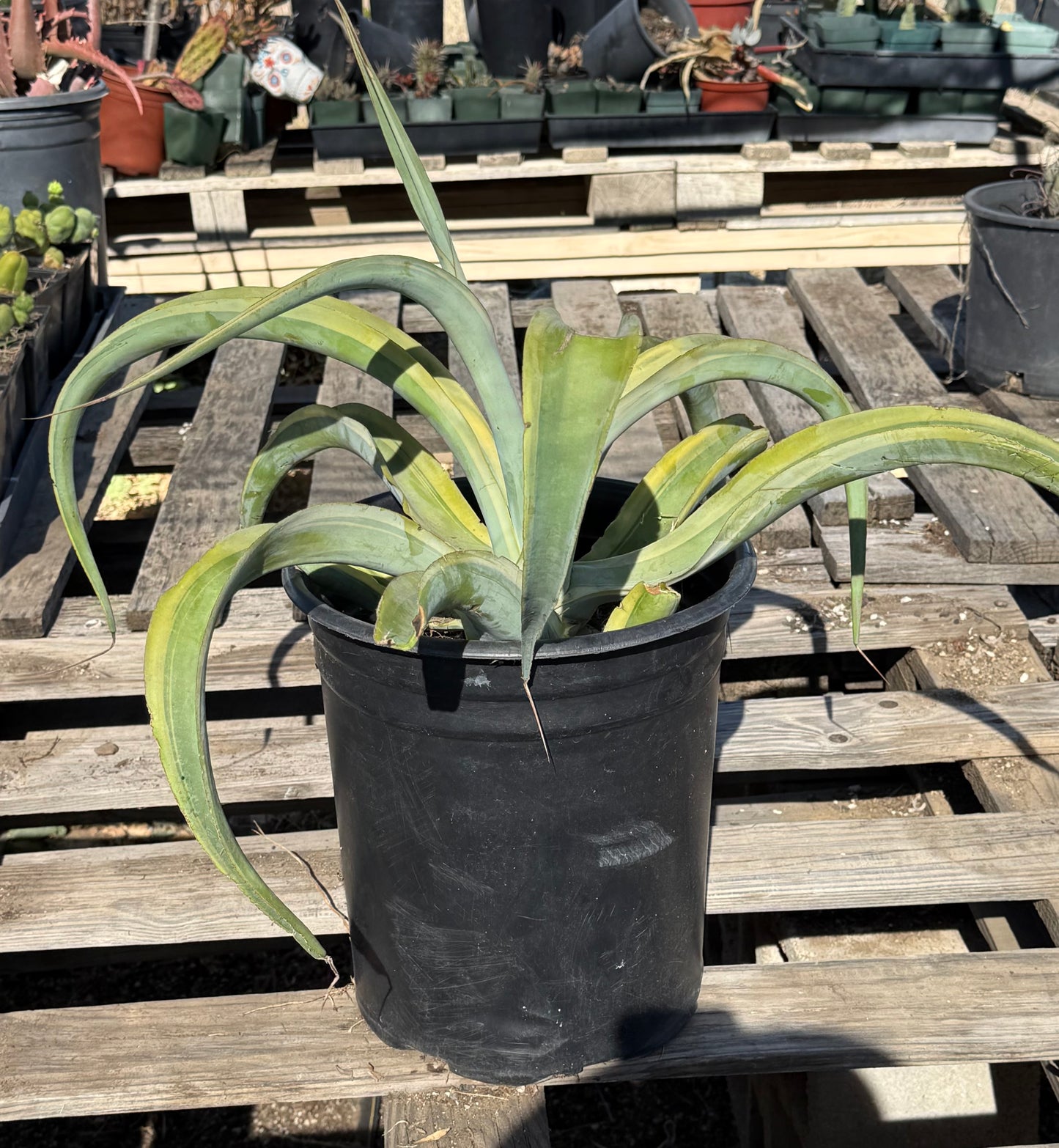 5-gal Variegated Octopus Agave S30 | Agave vilmoriniana