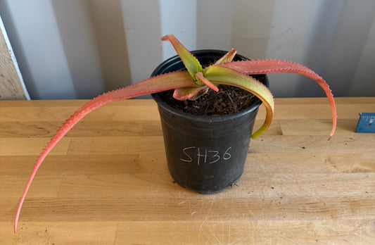 1gal Aloe vanbalenii