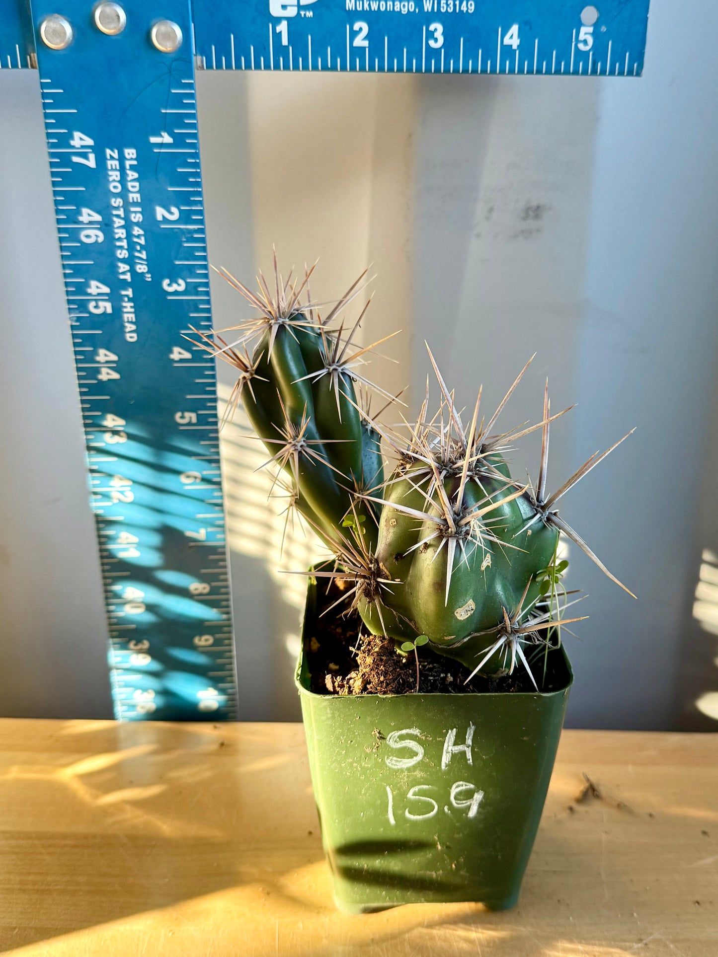 4-inch Opuntia invicta SH159 | Corynopuntia invicta