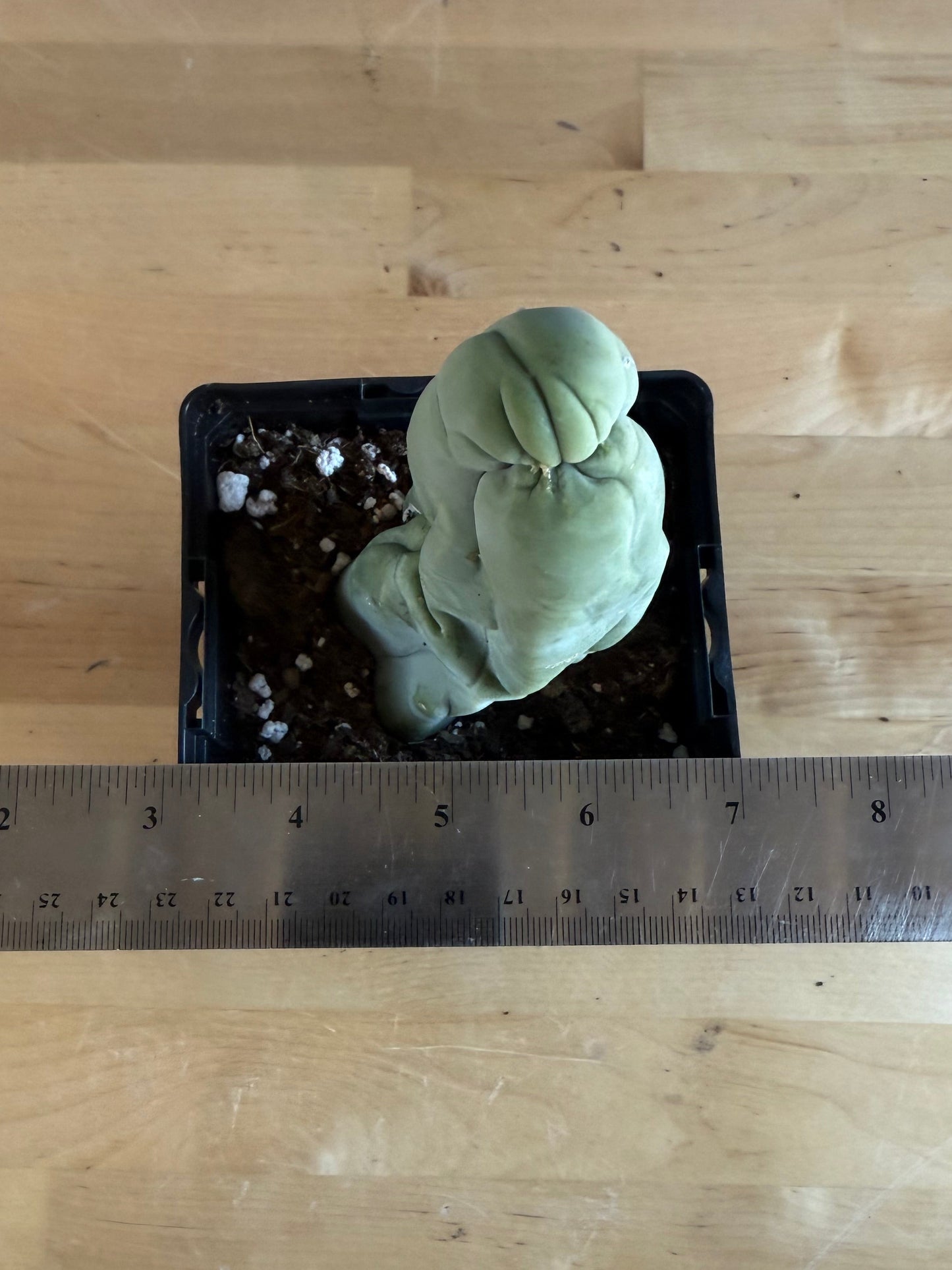 Bruce’s Dragon Cactus SH5