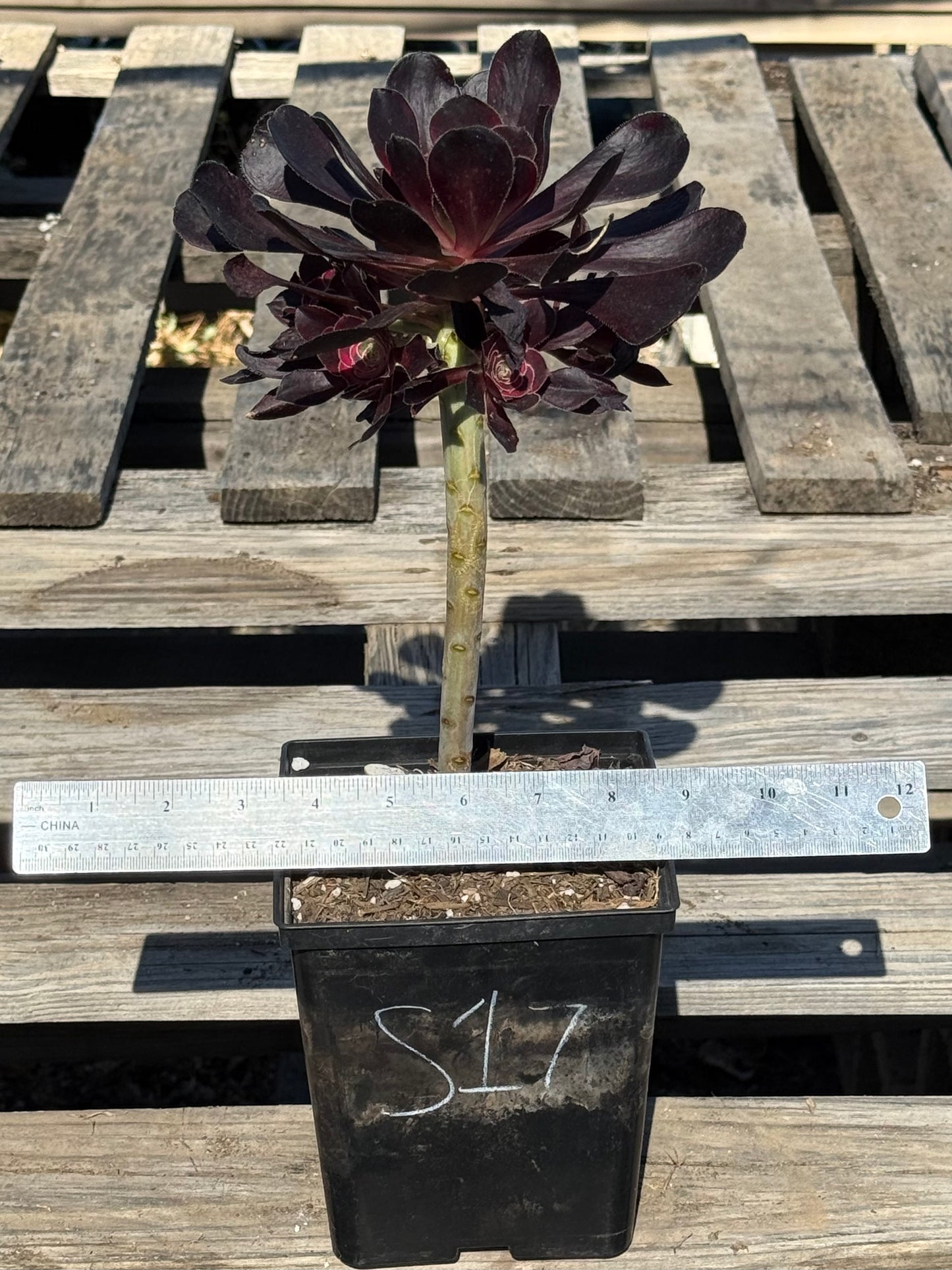 Aeonium arboreum 'Zwartkop' S17 | Black Rose Aeonium