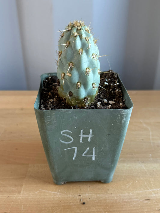 4-inch Miqueliopuntia miquelii SH74 | Opuntia miquelii