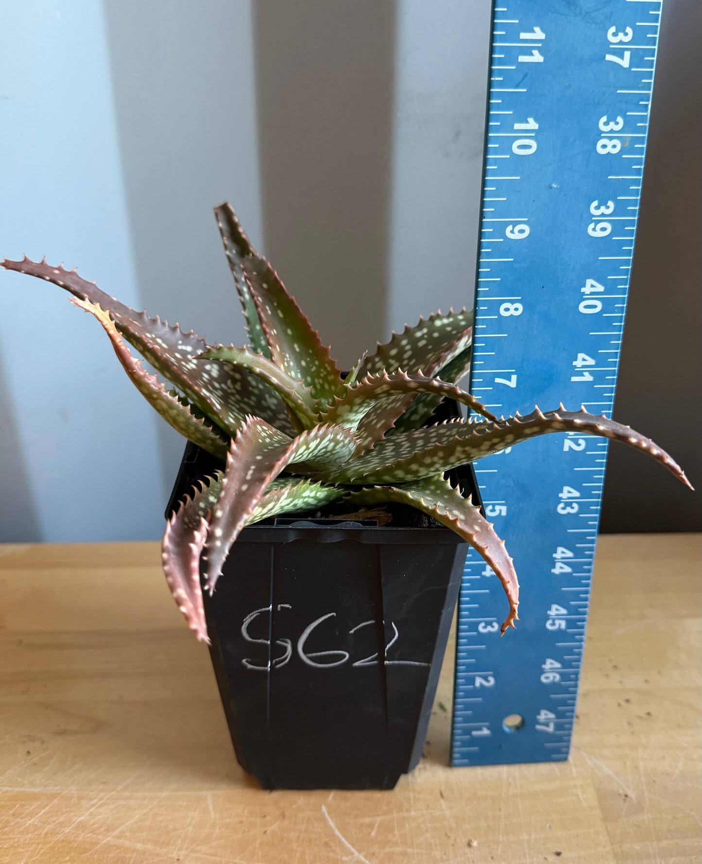 4-inch Aloe 'Cynthia Giddy' S62
