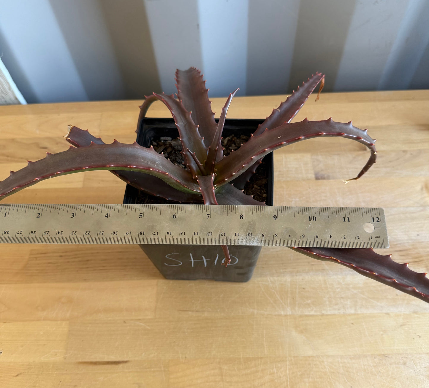 Aloe cameronii SH10 | Red Aloe