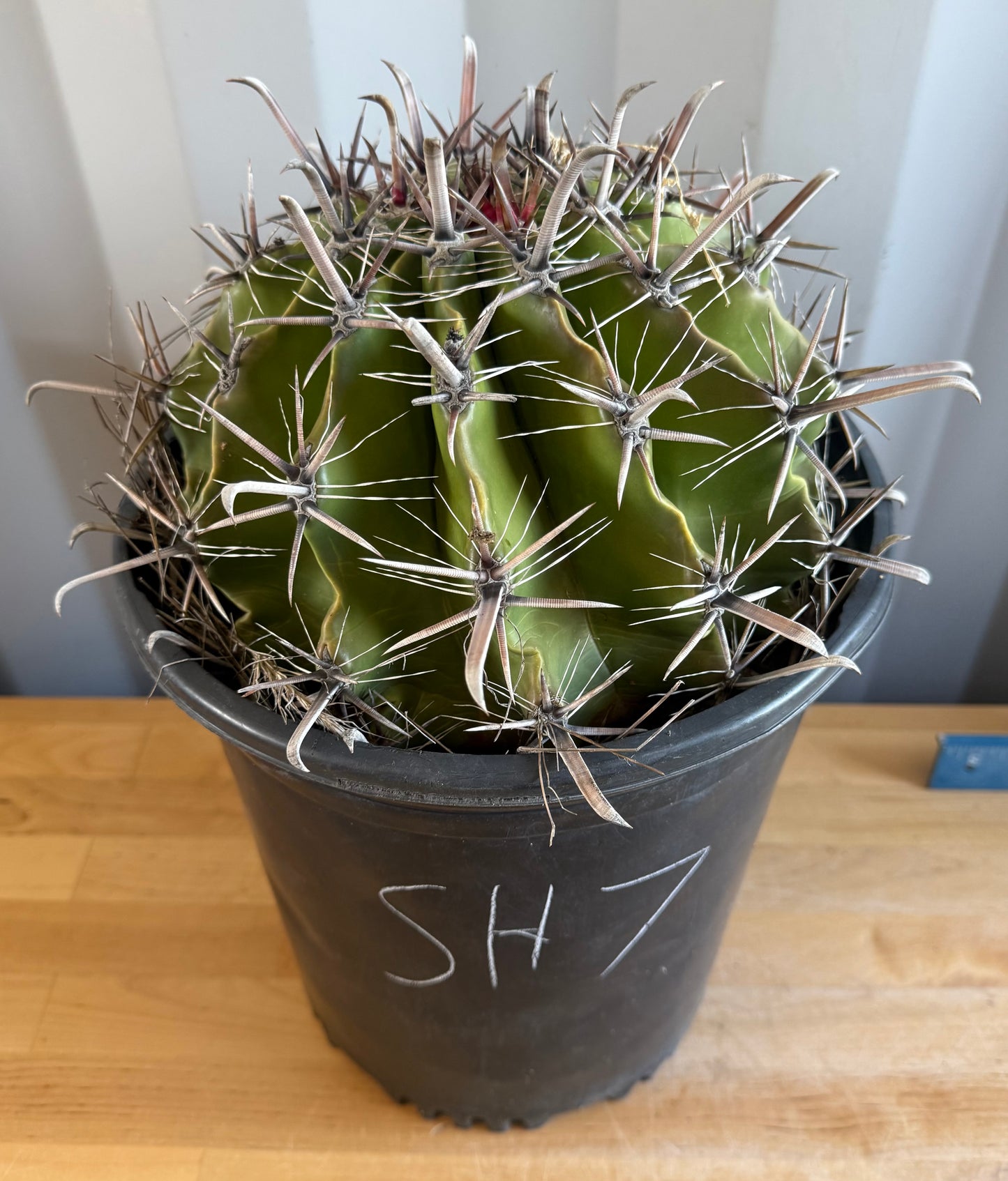 Large Ferocactus herrerae | Twisted Barrel Cactus SH7