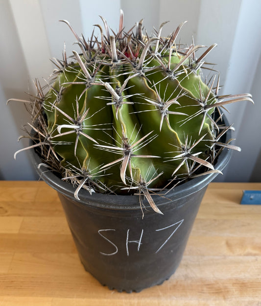 Large Ferocactus herrerae | Twisted Barrel Cactus SH7