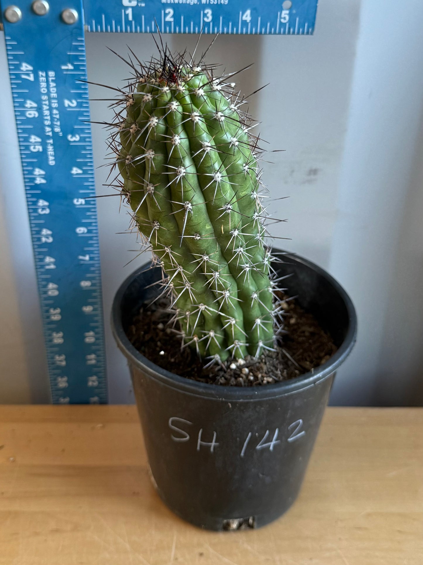 Trichocereus thelegonus SH142