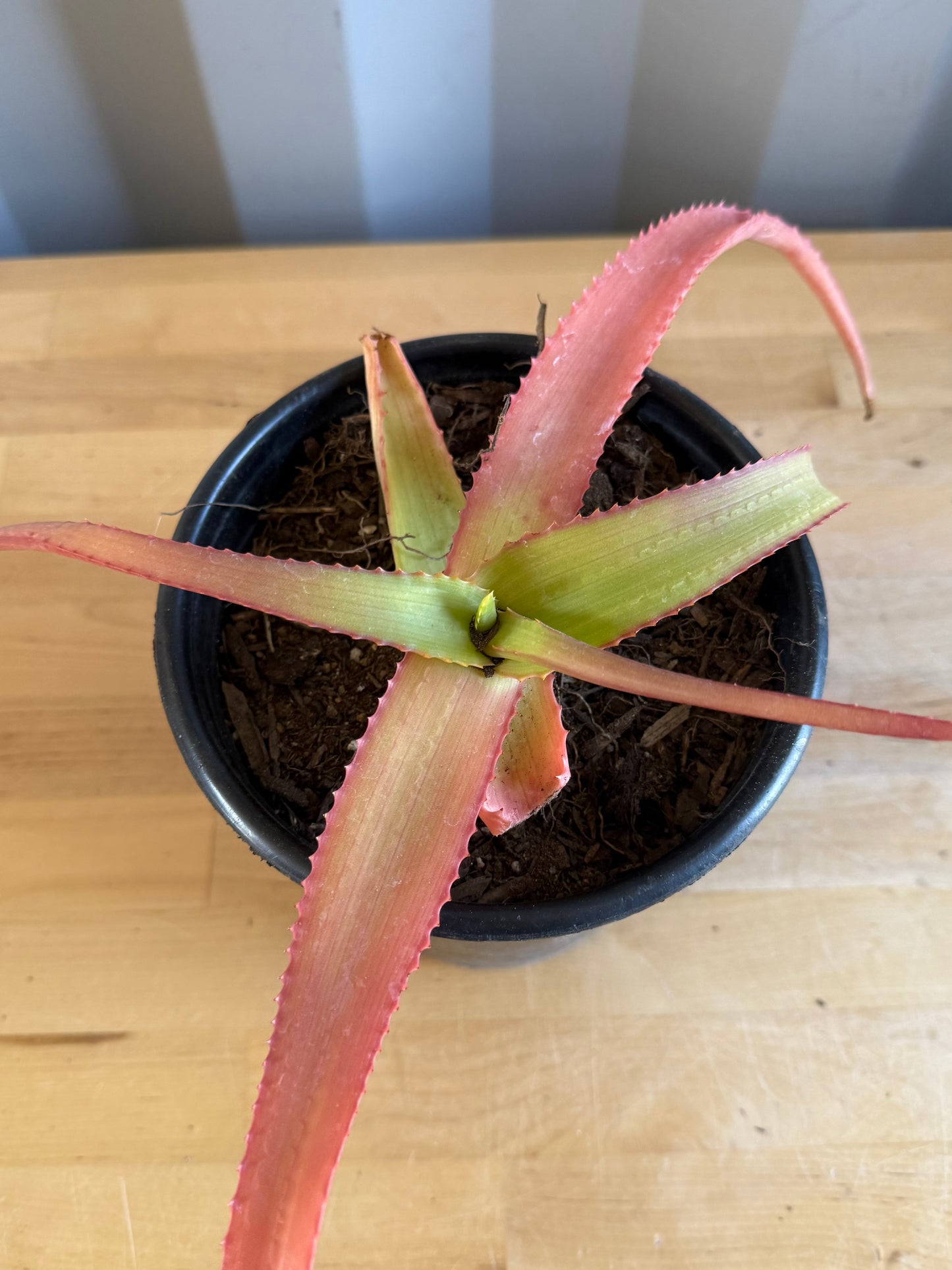 1gal Aloe vanbalenii
