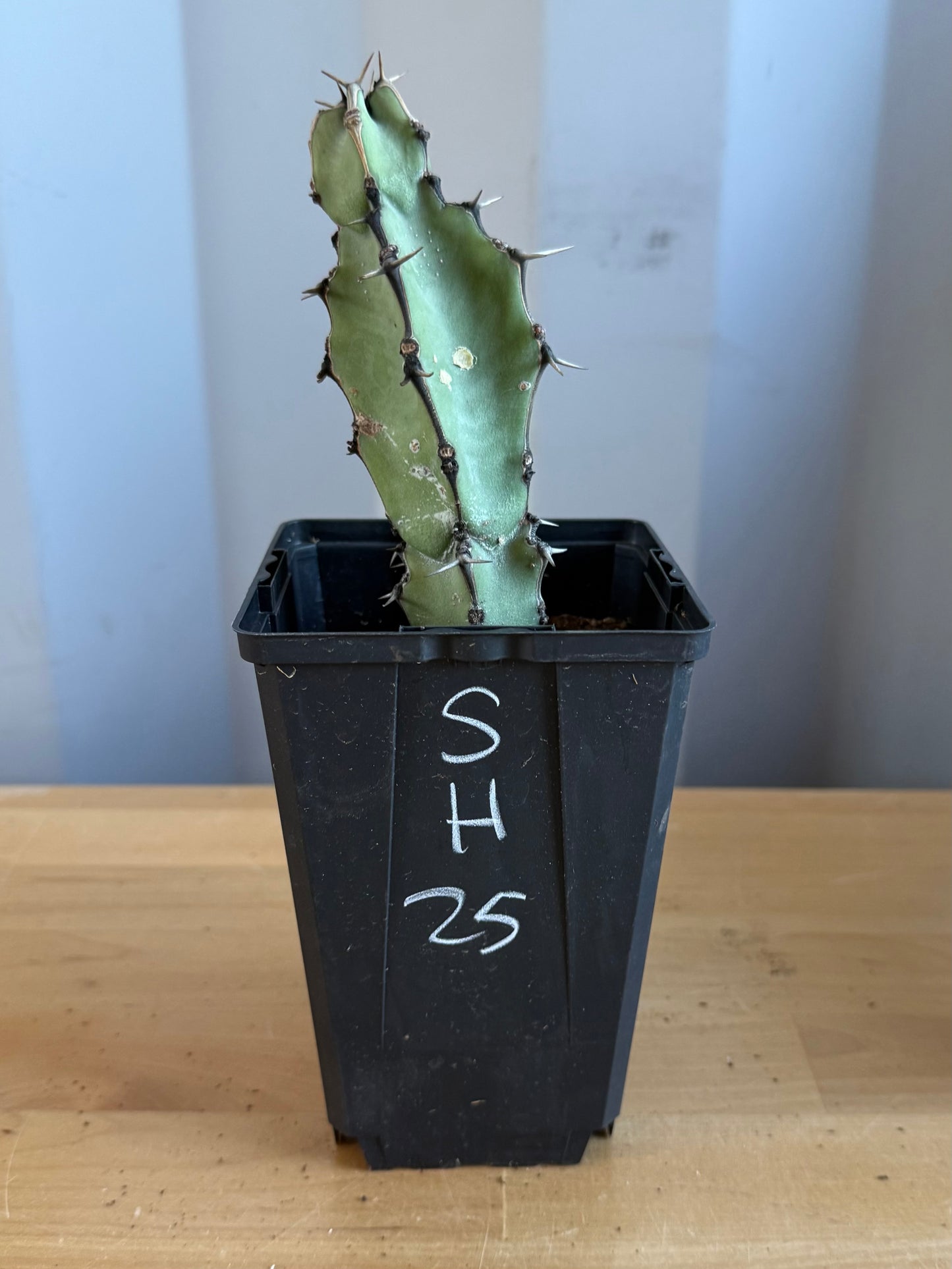 Euphorbia coerulescens SH25