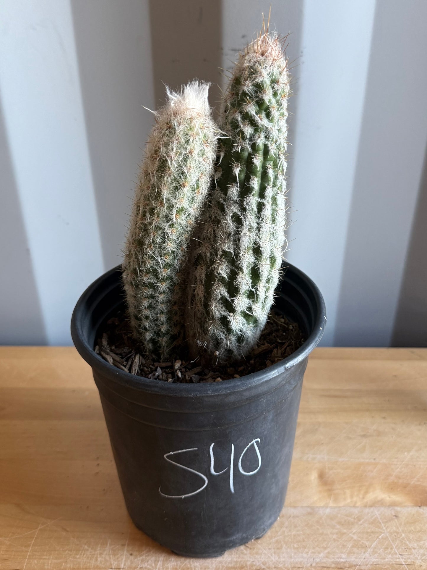 Old Man of the Andes | Oreocereus doelzianus S40