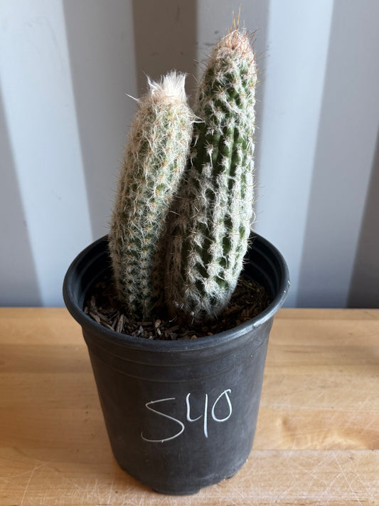 Old Man of the Andes | Oreocereus doelzianus S40