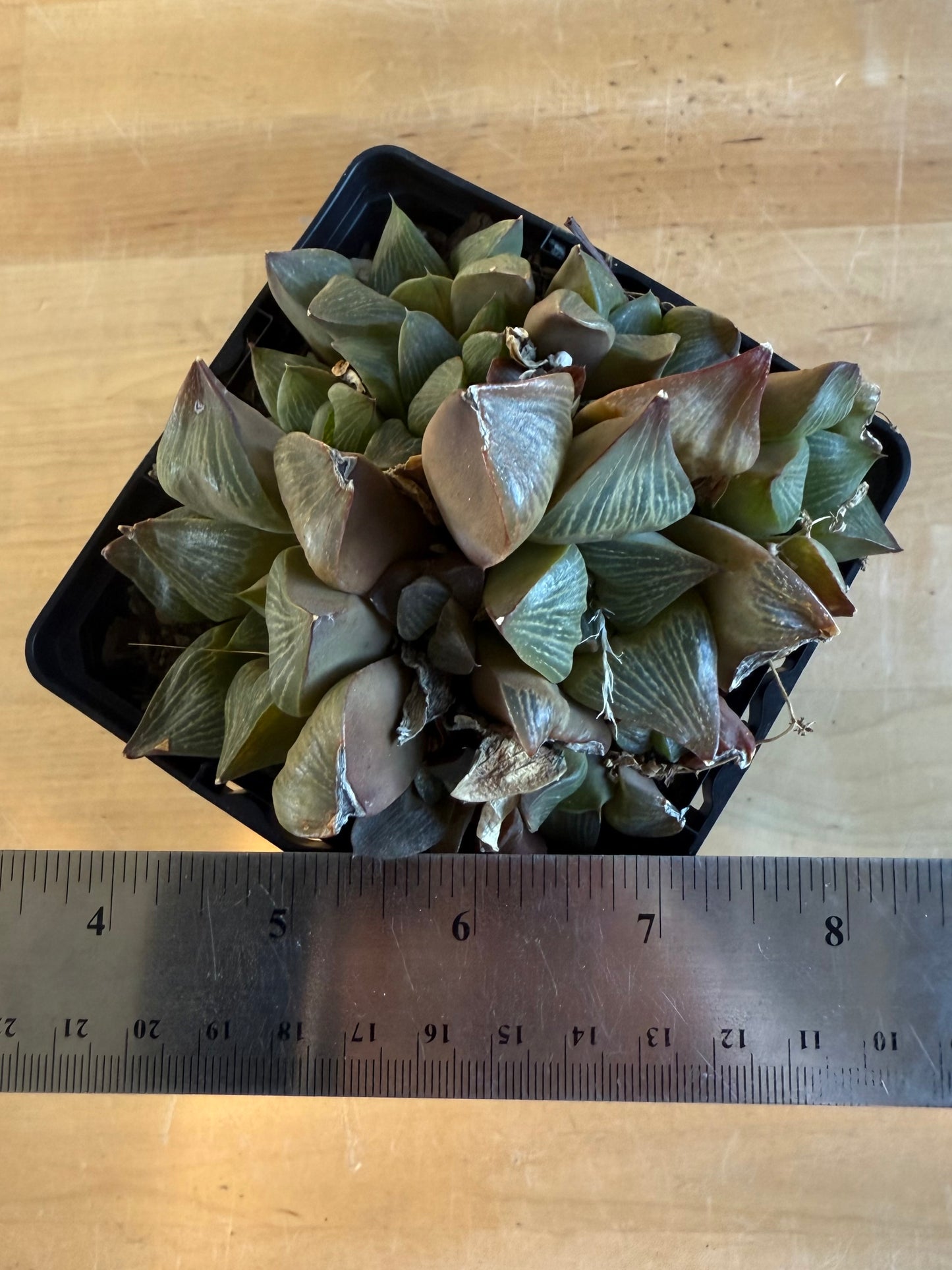 Haworthia retusa var. multilineata 4in
