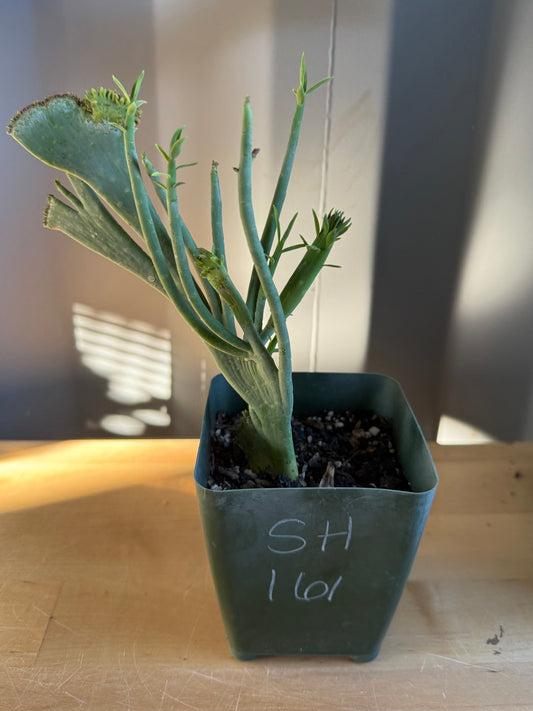 Crested Euphorbia mauritanica SH161