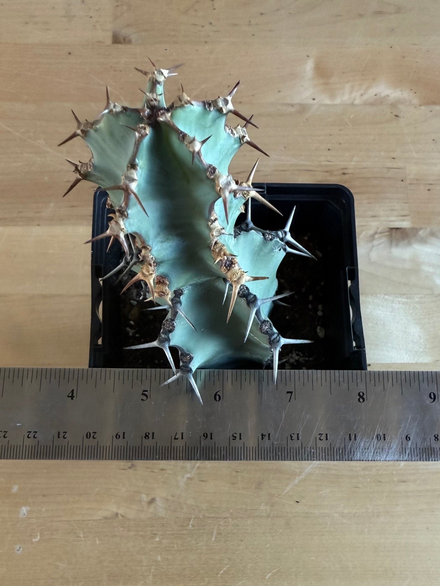 Euphorbia coerulescens SH23