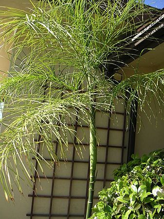 Chamaedorea plumosa 5g