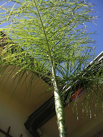 Chamaedorea plumosa 5g