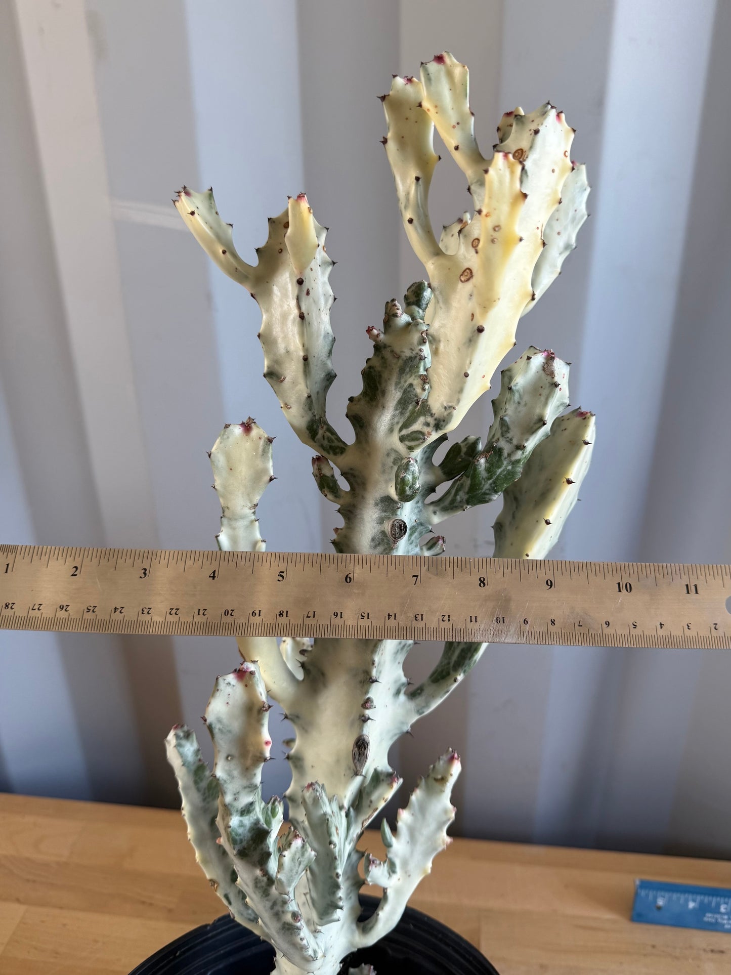5gal ‘Dragon Bones’ | Euphorbia lactea variegata ‘White Ghost’ SH30