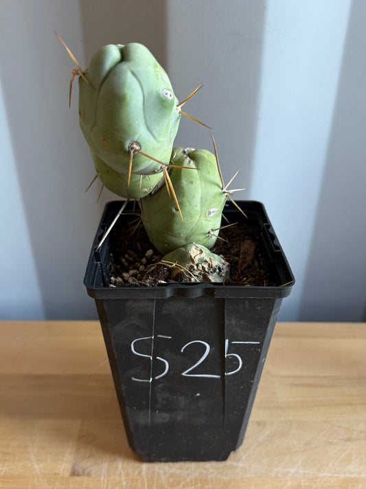 4-inch Monstrose Cactus S25