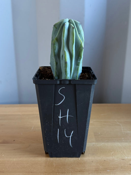 Myrtillocactus geometrizans SH14