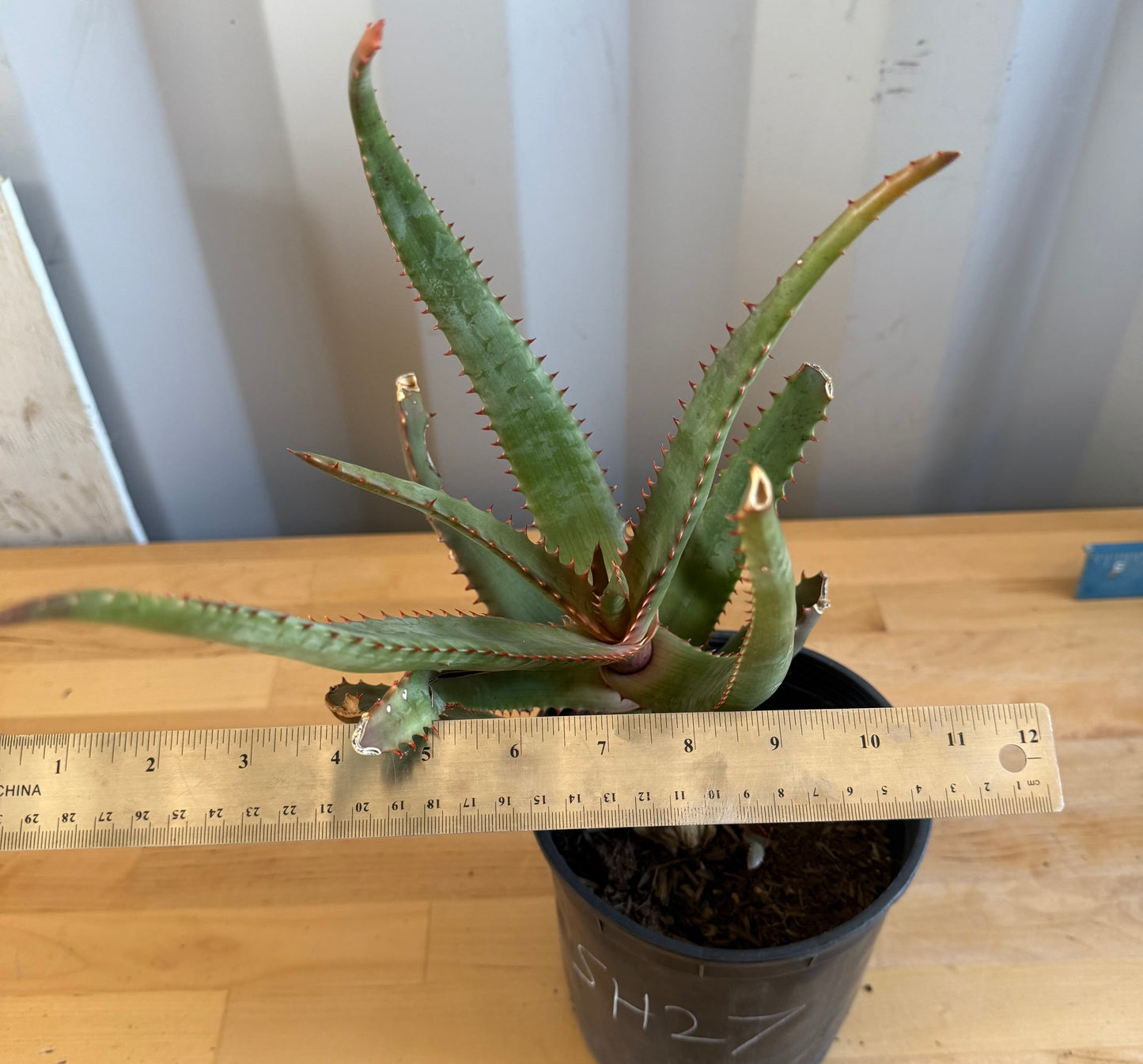 Aloe cameronii hybrid SH27